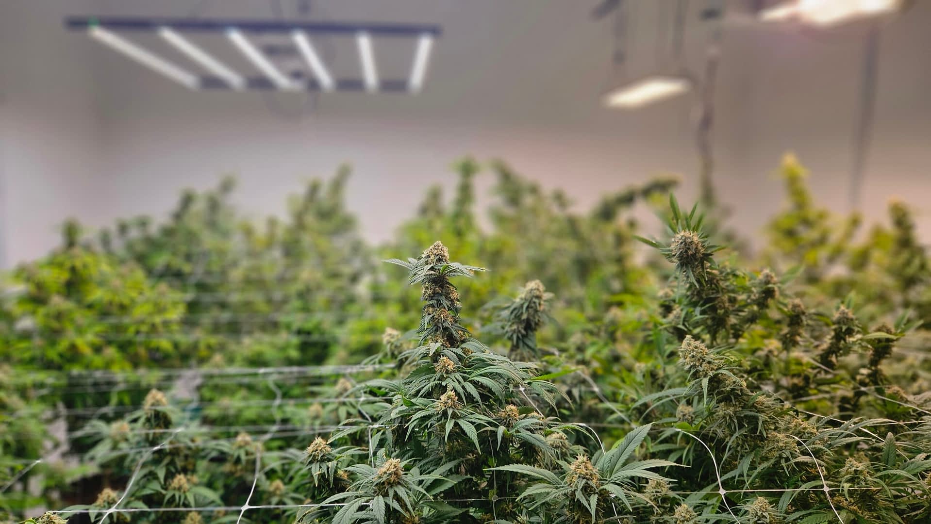 Aire acondicionado cannabis